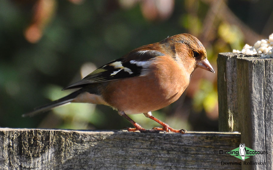 Common Garden Birds Of The United Kingdom Birding Ecotours