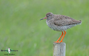 common UK wetland birds