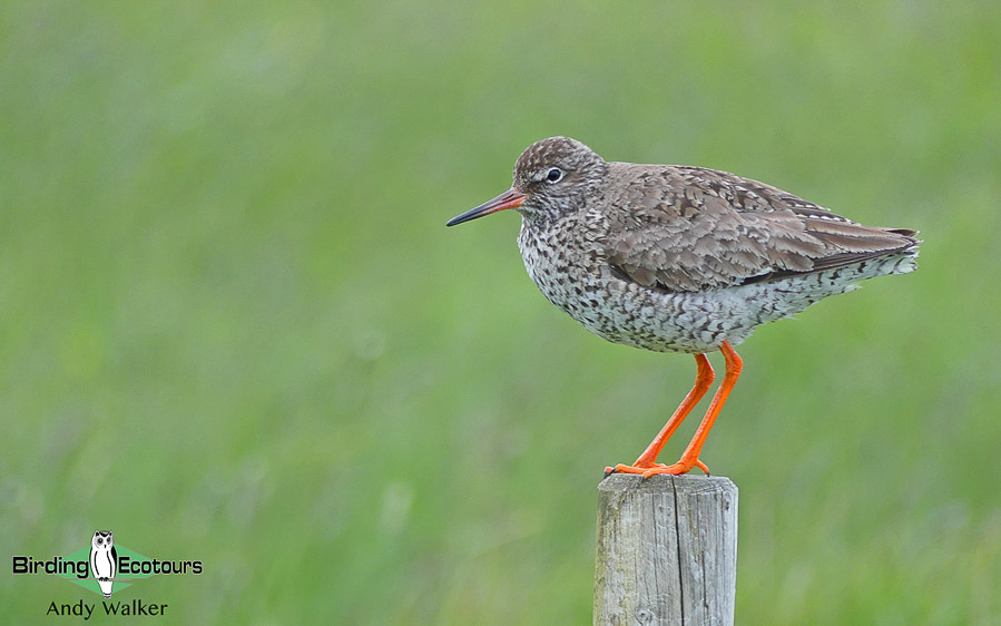 common UK wetland birds