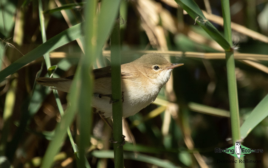 Norfolk bird trip report