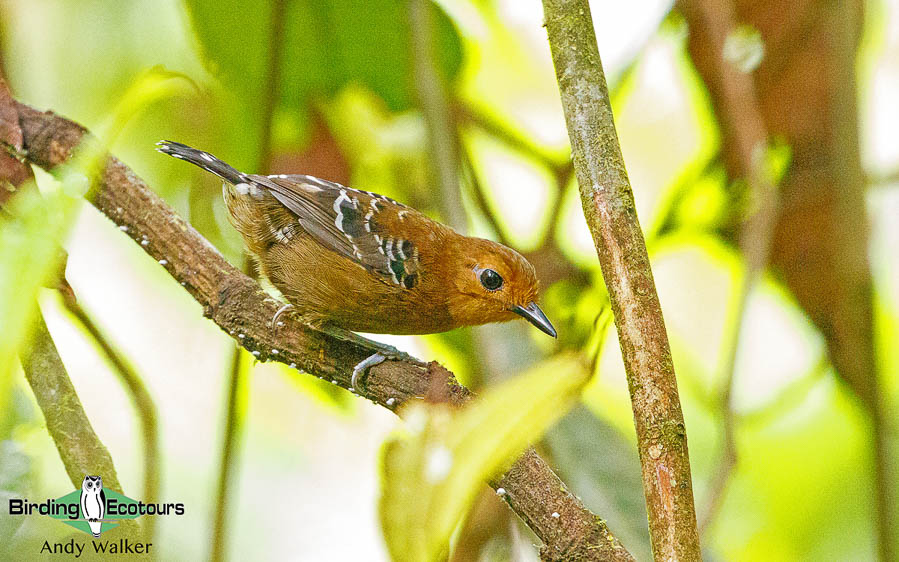 amazonian-ecuador-birding