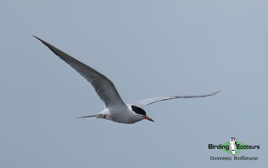 Common coastal birds of the UK