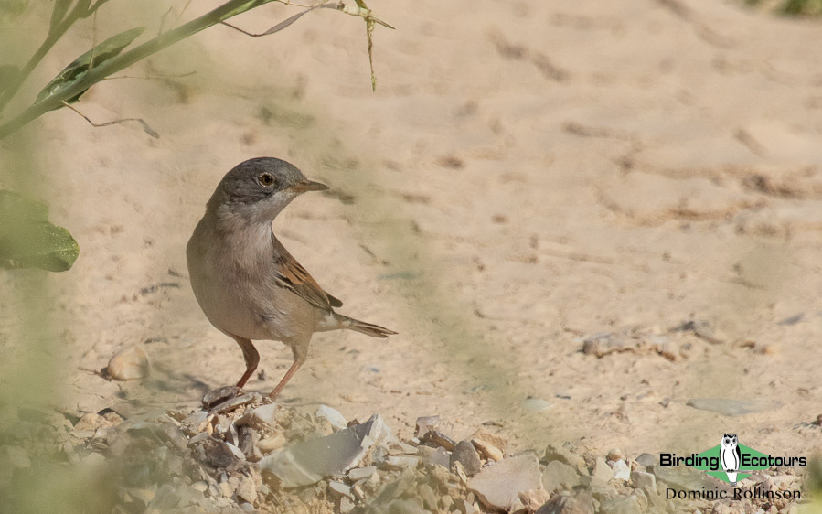 Norfolk bird trip report