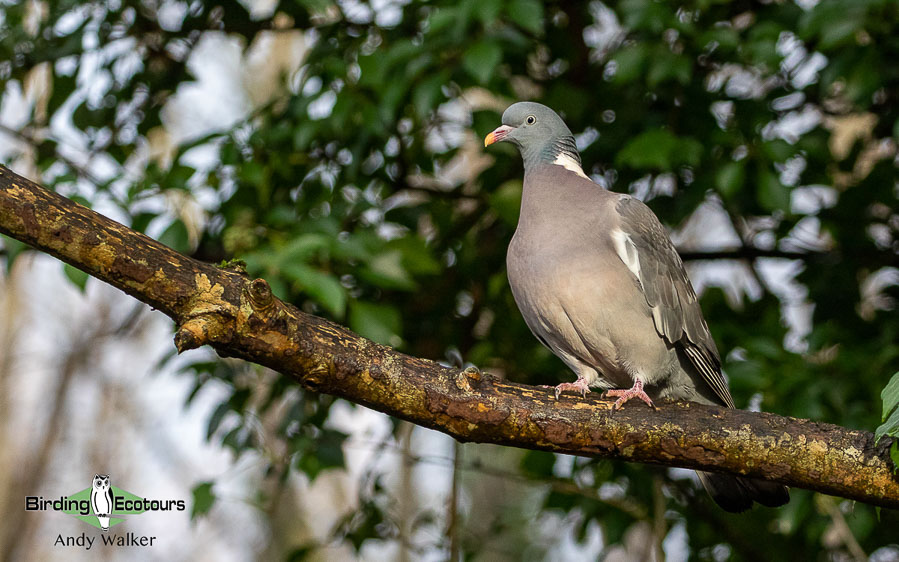 Common garden birds of the United Kingdom