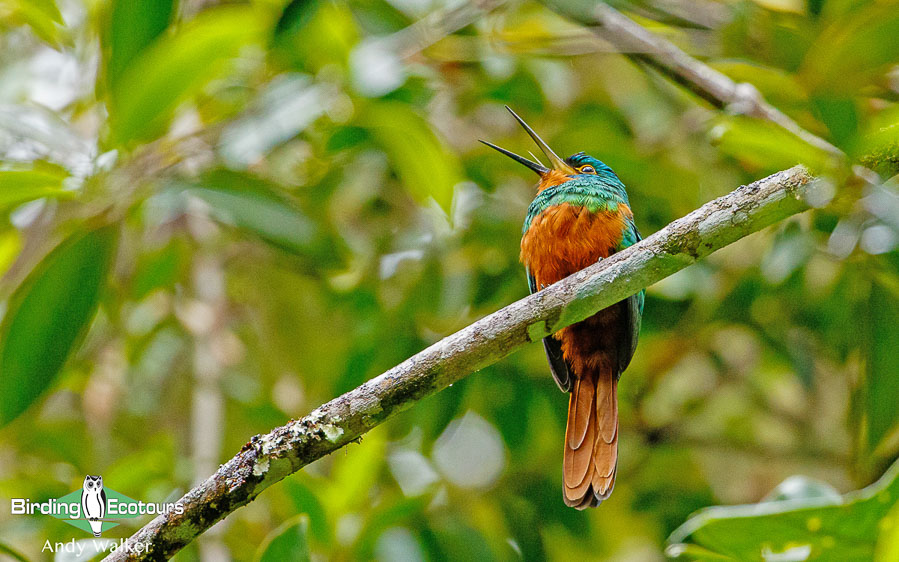 southern-ecuador-birding