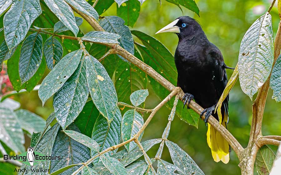 southern-ecuador-birding