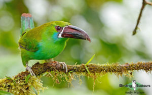 Northern Ecuador birding