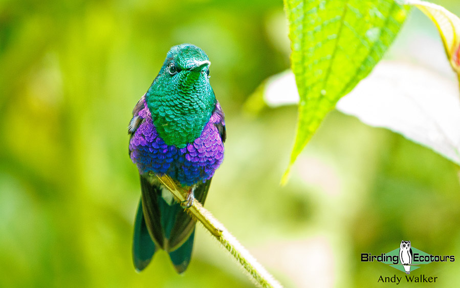 northern-ecuador-birding