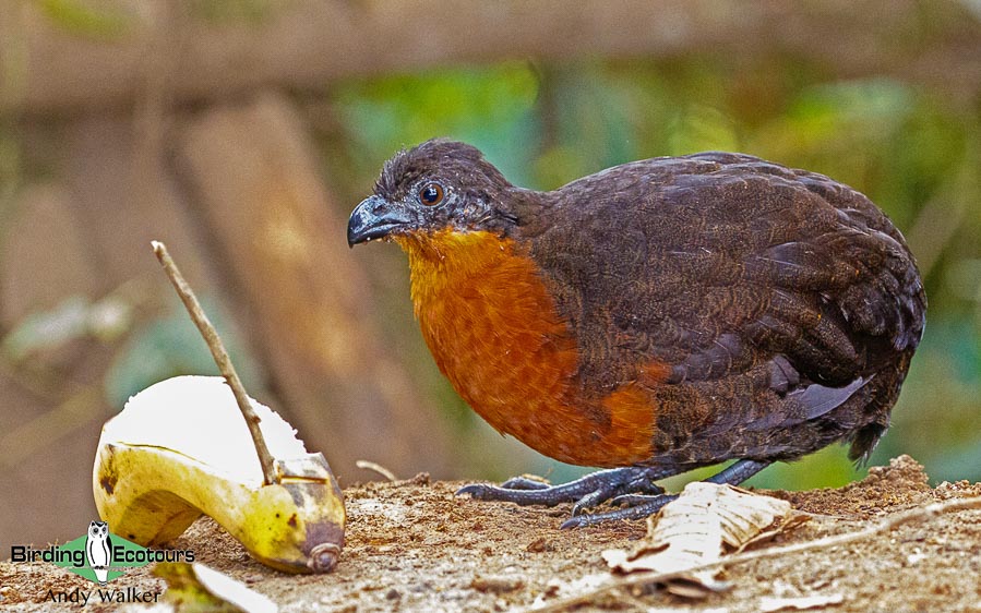 northern-ecuador-birding