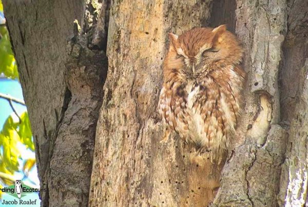 Ohio birding day tours