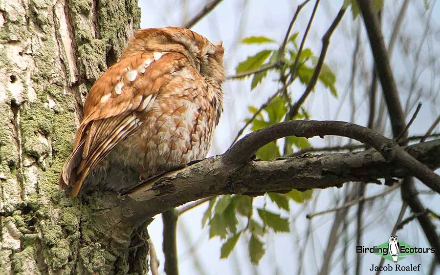 Ohio birding day tours