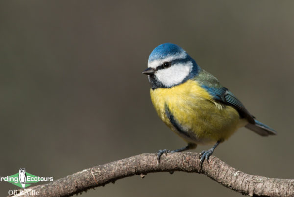 common UK garden birds