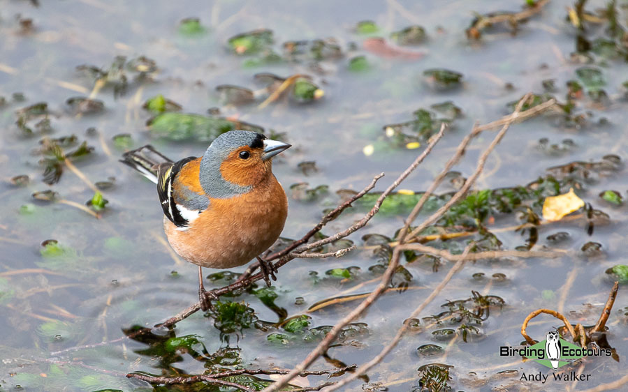 Common British birds