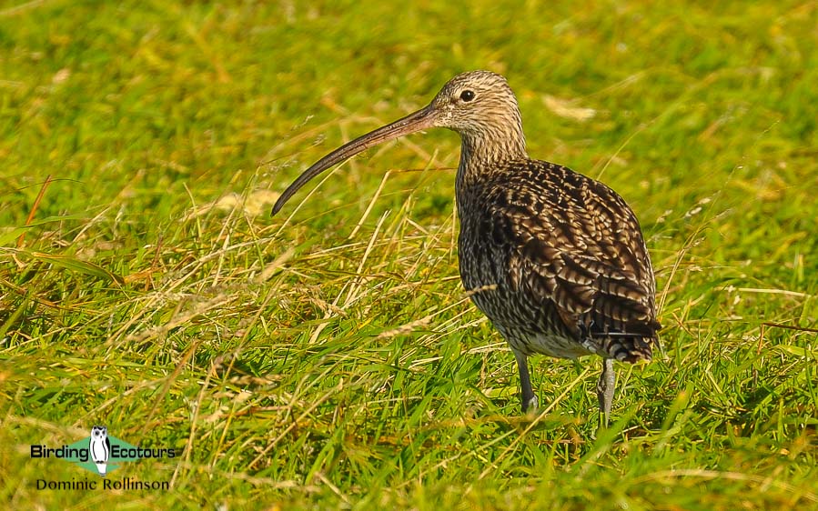 Common waterbirds of the United Kingdom