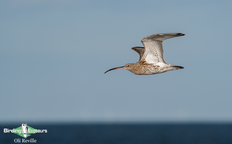 common UK wetland birds