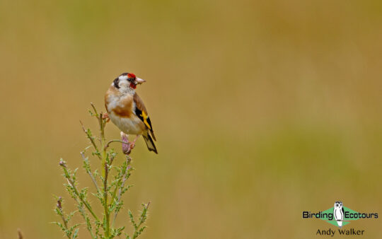 Common garden birds of the United Kingdom