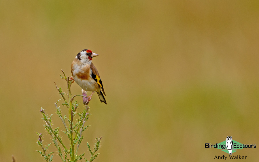 Common garden birds of the United Kingdom