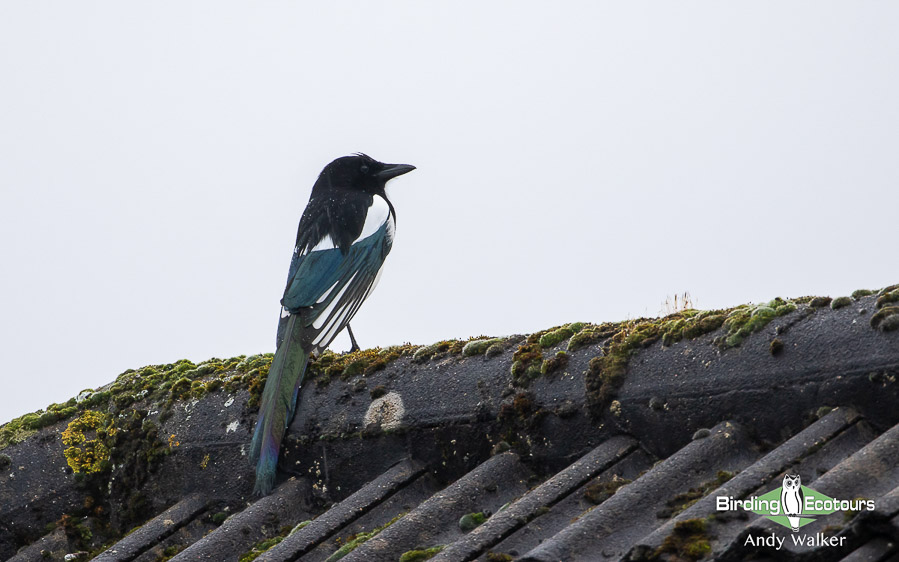 Common garden birds of the United Kingdom