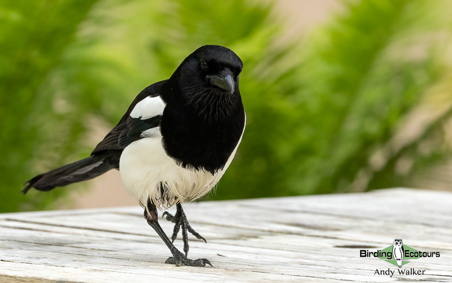 Common British birds