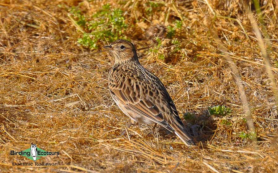 common UK farmland birds