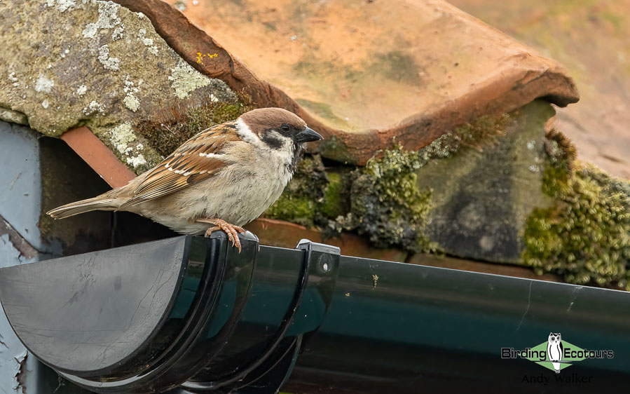 Common British birds