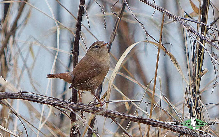 common UK garden birds