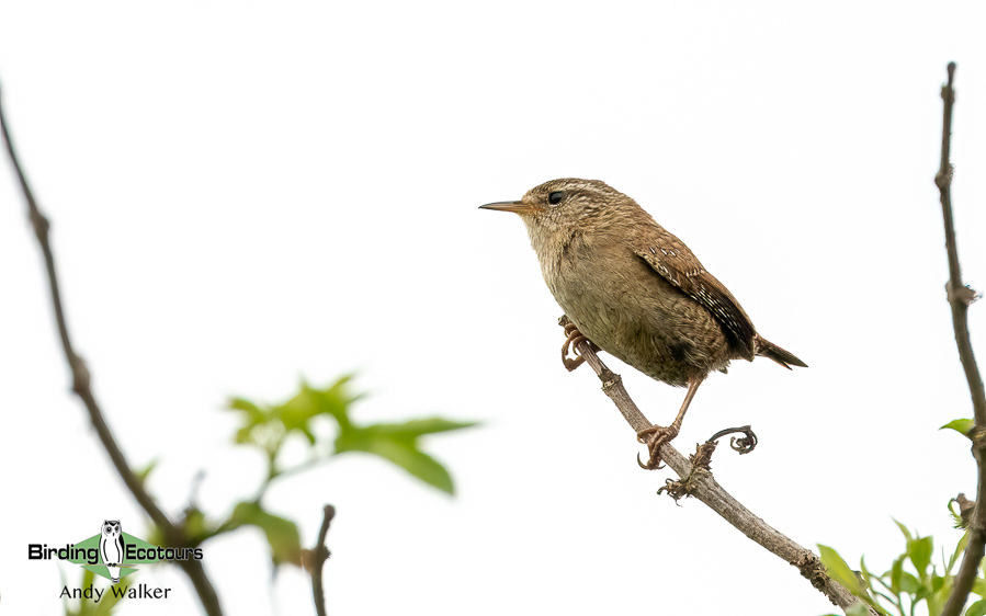 Common British birds