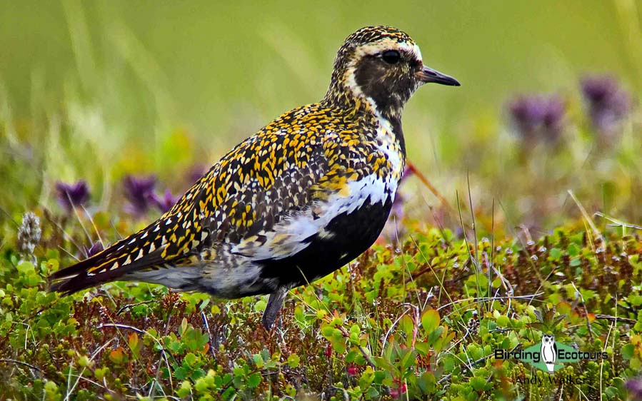 Common waterbirds of the United Kingdom