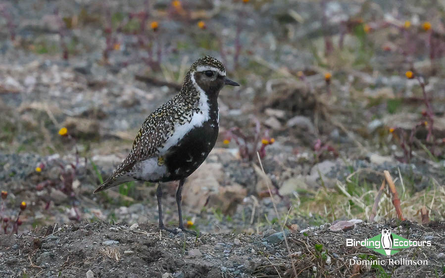 Common coastal birds of the UK
