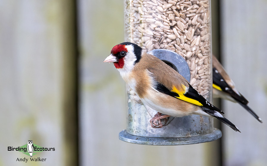 Common British birds
