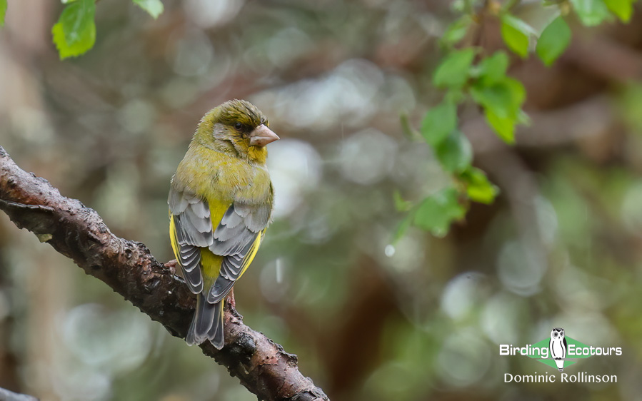 Common garden birds of the UK