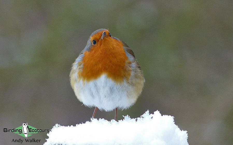 common UK garden birds