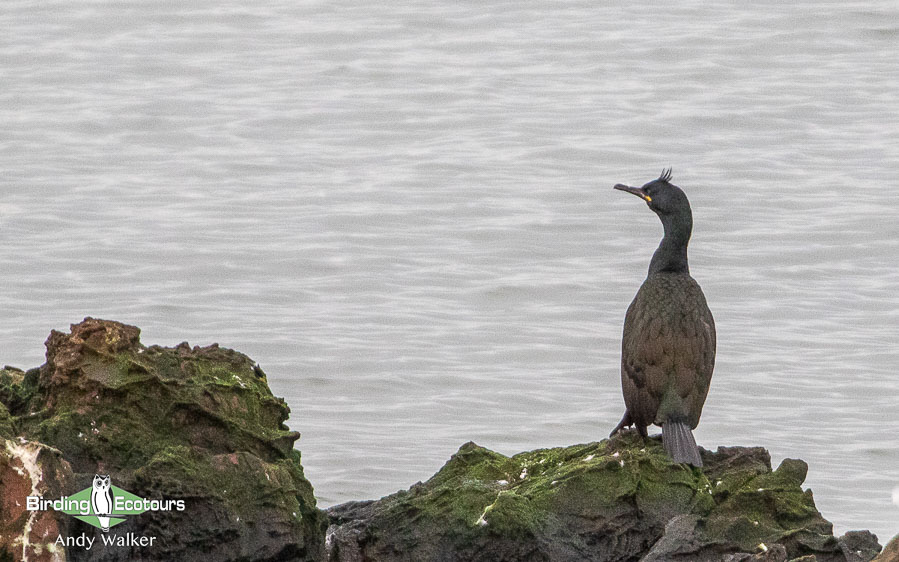 Common waterbirds of the United Kingdom