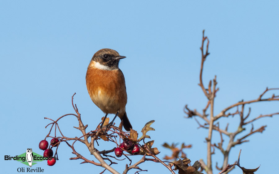 common UK wetland birds