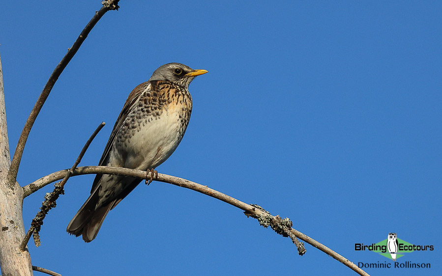 Common farmland birds of the United Kingdom