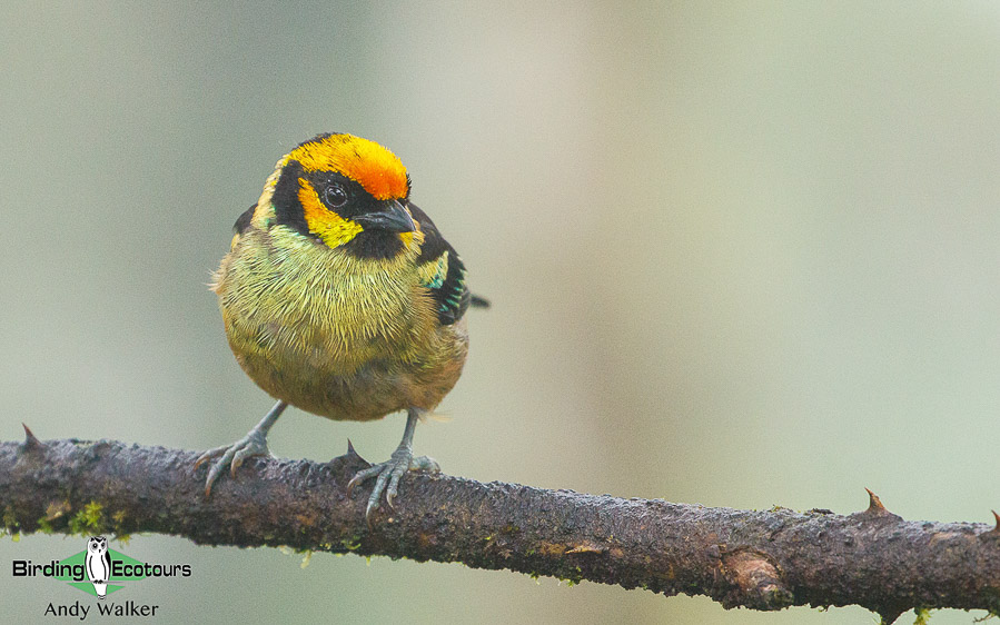 northern-ecuador-birding