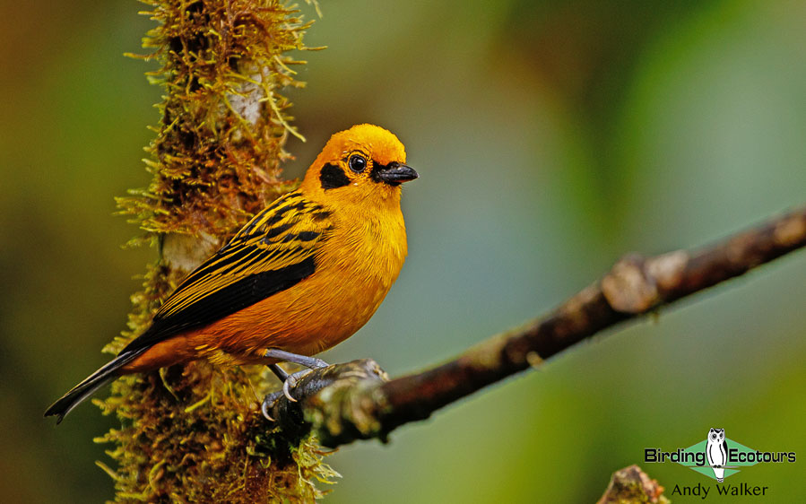 northern-ecuador-birding