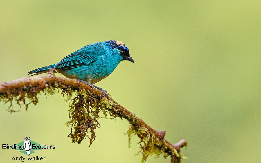 northern-ecuador-birding