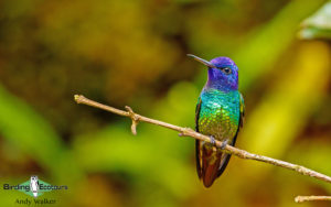 Southern Ecuador birding