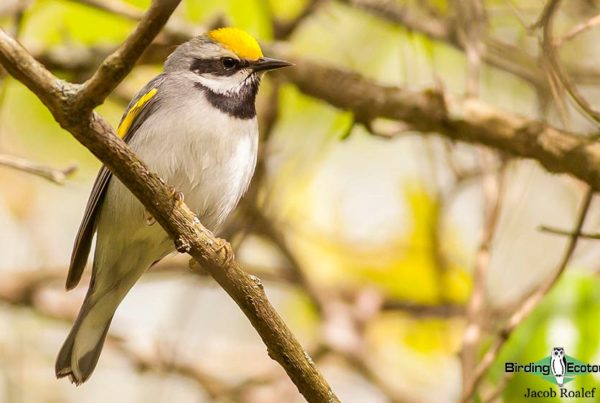 Ohio birding day tours