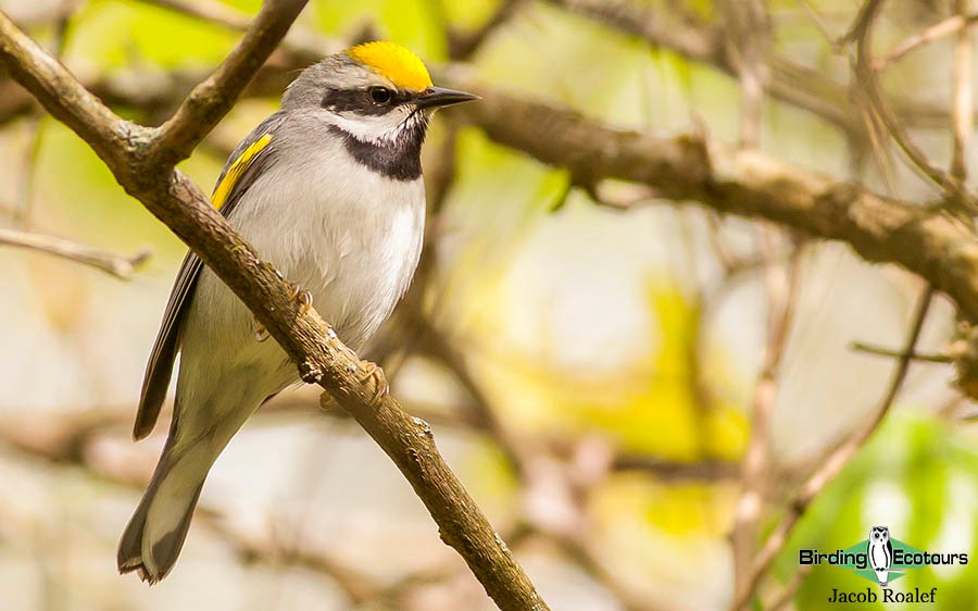 Ohio birding day tours