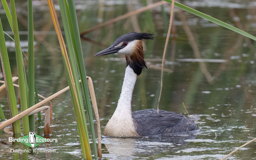Common waterbirds of the UK