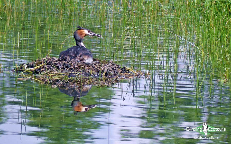 common UK wetland birds