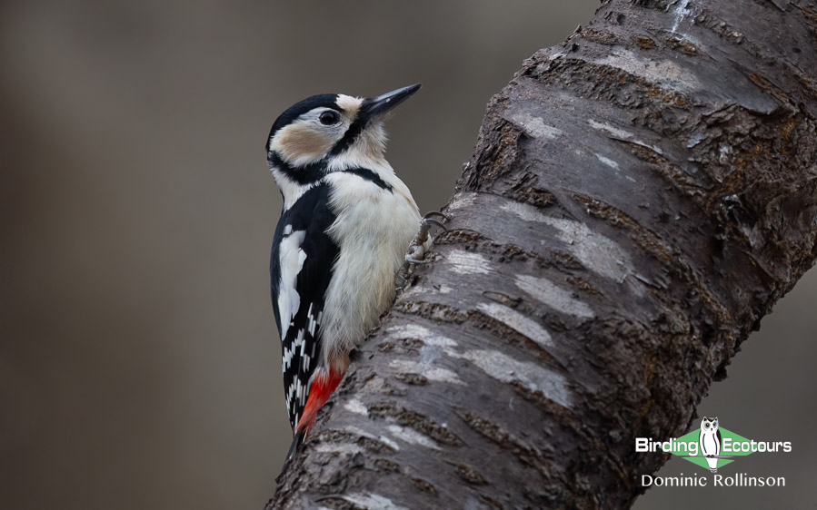 Common garden birds of the UK