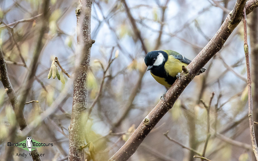 Common garden birds of the United Kingdom