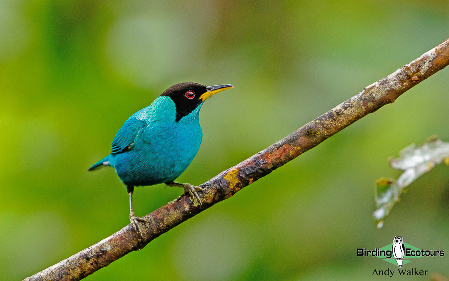 northern-ecuador-birding