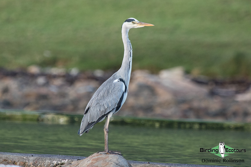 Common waterbirds of the United Kingdom