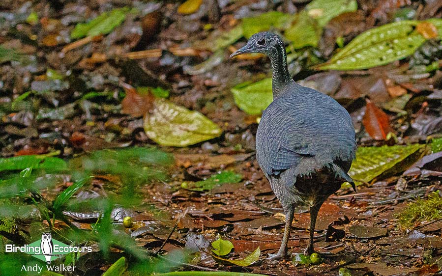 southern-ecuador-birding