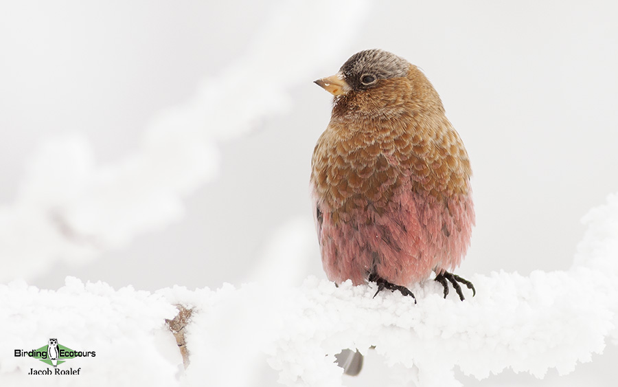 Oregon birding tours