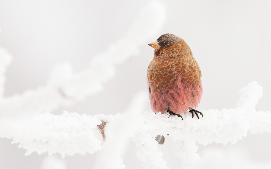 Oregon birding tour